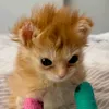 grumbilles2