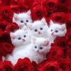 nour_sd3