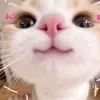 _ni631