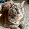luna.thekatt