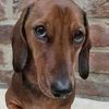 kaitesh..brownnie