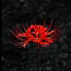 0spider_lily0