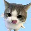 hock_298