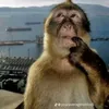 convuonlapdai