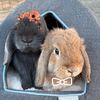 bambi.and.stormi
