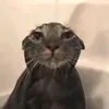 pie_648