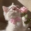 Pet funny