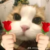 kittyl028