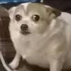 quangjtlpr3