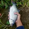 rawongank55