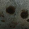 leuwiambit5