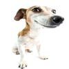 thesmiledog1