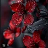 jamalbx1