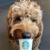 bradygoldenboy