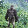 bigblackgorilla51