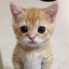 littlemeow_x