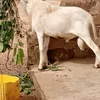 coulibalylamine770