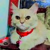 user9135509618054