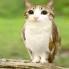 tradeos_meowl