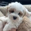 winston🧸
