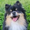 teddy.boy.pom
