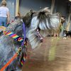 havatheschnauzer
