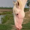 Ishq_e_ghora 🐎