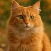 catviral_world