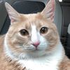 Cheese the Cat