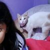 yumii.mc