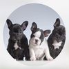 pz_frenchies