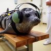 _sea_lion_ii