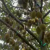 TIẾNG NÓI NÔNG DÂN
