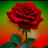ariful.ariful792