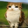 meowl.facts
