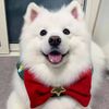 animallovers982