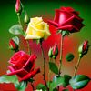 azhar.iqbal2877