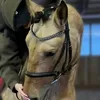 xiilxfbn6