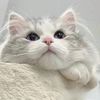cute.pet.life145