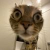 pemula_affiliate112