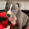 pitbull456761