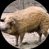 oink_oink_uu