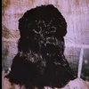 faroqtareq8