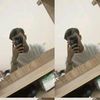 teaha.yaimak