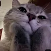 zilo_94