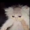 williamgoat17