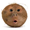 pipidastor2280