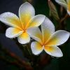 gaotry.chawdhury
