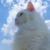 4_dmi7