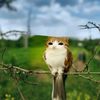 meowldacatowl